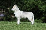 SIBERIAN HUSKY 396